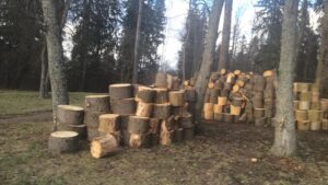 Sinililled uurivad elurikkust (Põlva lasteaed Mesimumm)